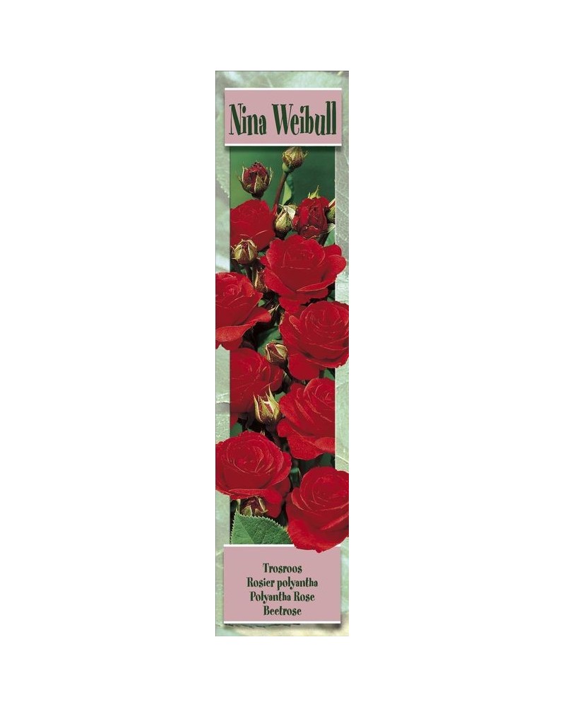 1 Rosier polyantha Nina Weibull rouge vif | Graines Bocquet