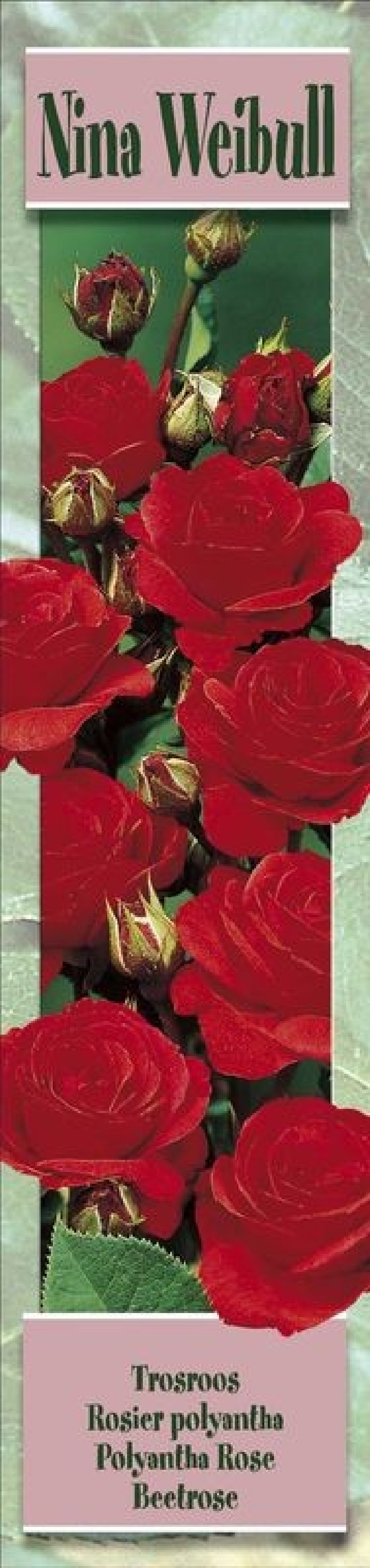 Rosier à massifs Nina Weibull rouge vif- 1 Plant