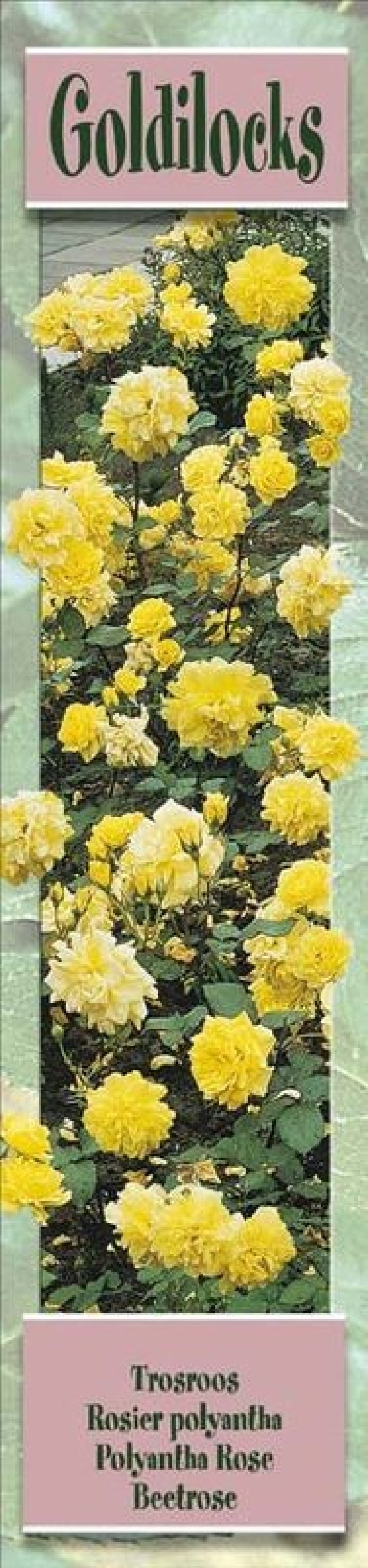 Rosier à massifs Goldilocks jaune- 1 Plant