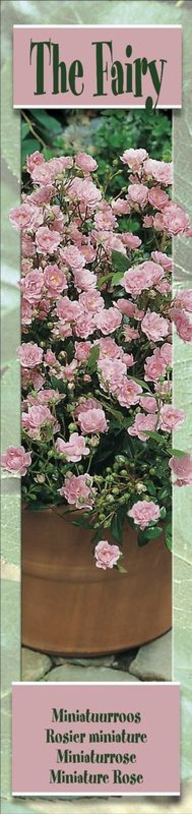 1 Rosier retombant The Fairy rose pâle | Graines Bocquet