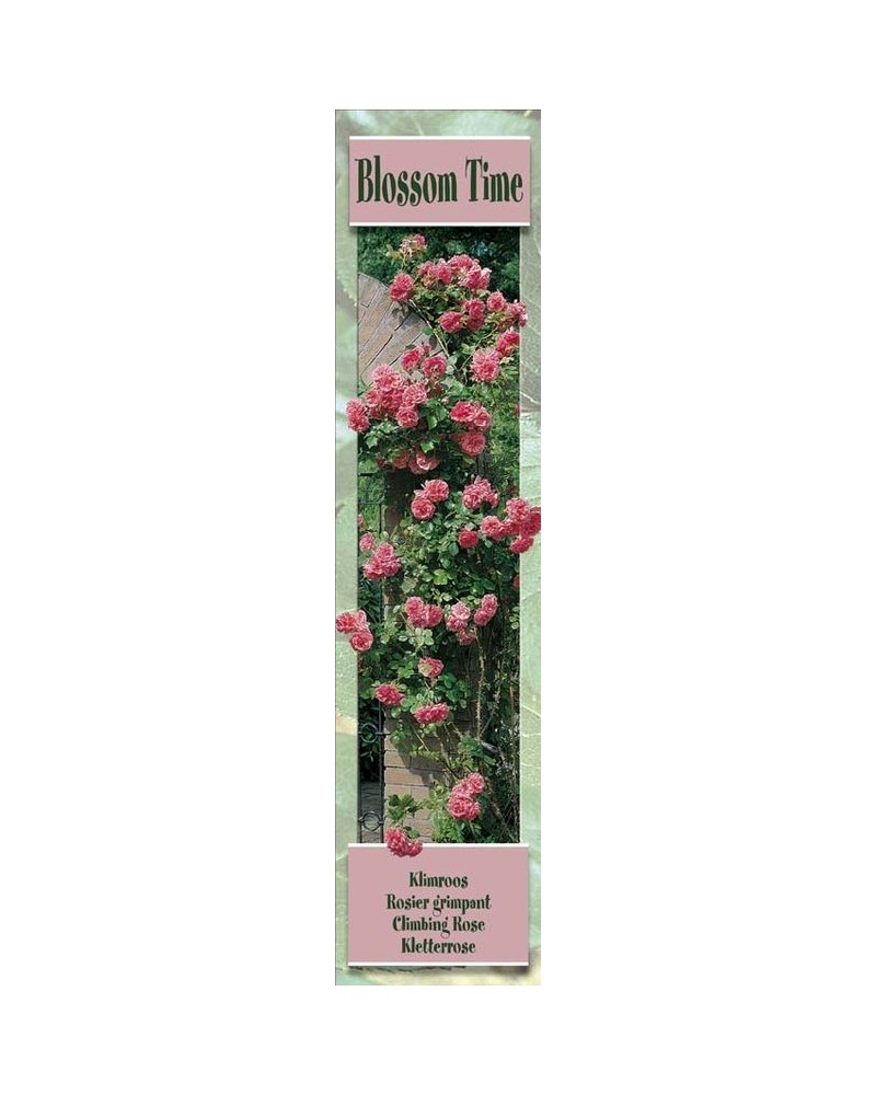 1 Rosier grimpant Blossom Time rose | Graines Bocquet