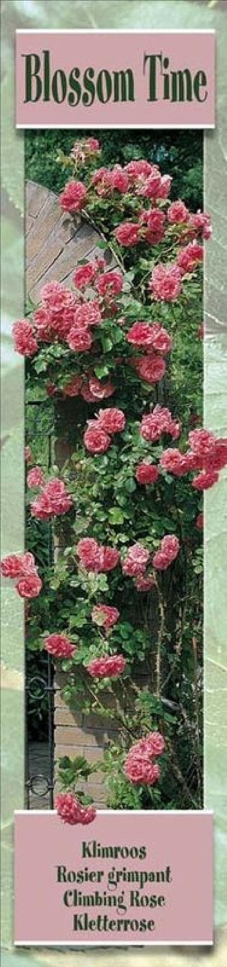 Rosier grimpant Blossom Time rose- 1 Plant