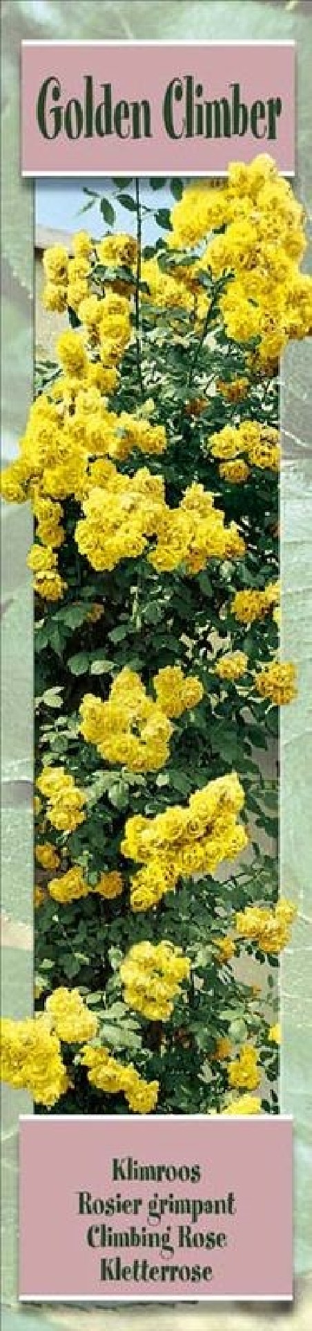 Rosier grimpant Golden Climber jaune- 1 Plant