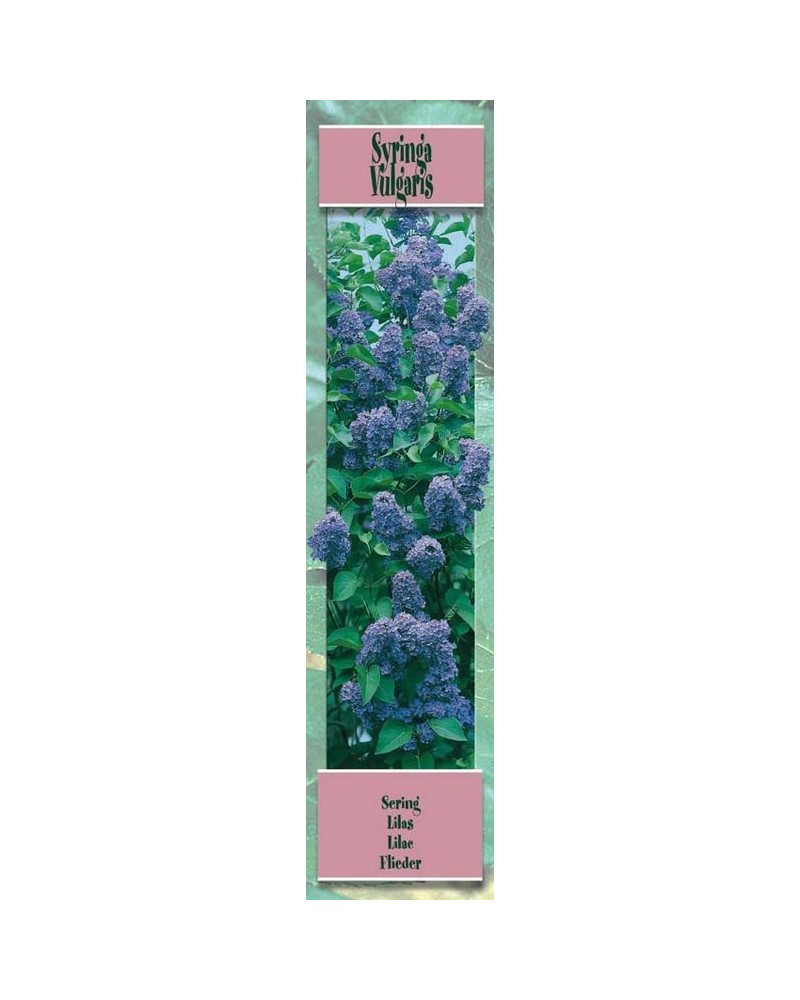 Lilas à fleur lilas bleuté | Graines Bocquet