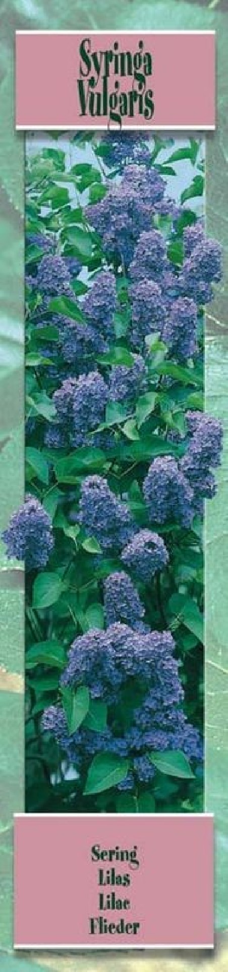 Lilas Bleu- 1 plant