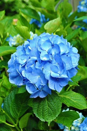 Hortensia bleu | Graines Bocquet