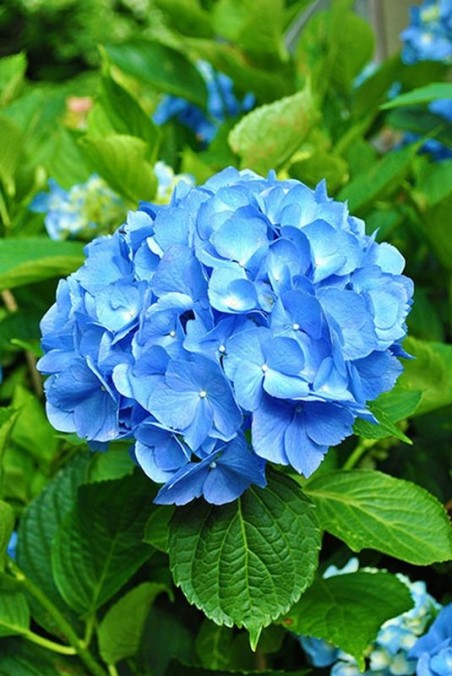 Hortensia bleu- 1 Plant