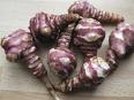 Topinambour violet de Rennes - Filet de 5 plants | Graines Bocquet
