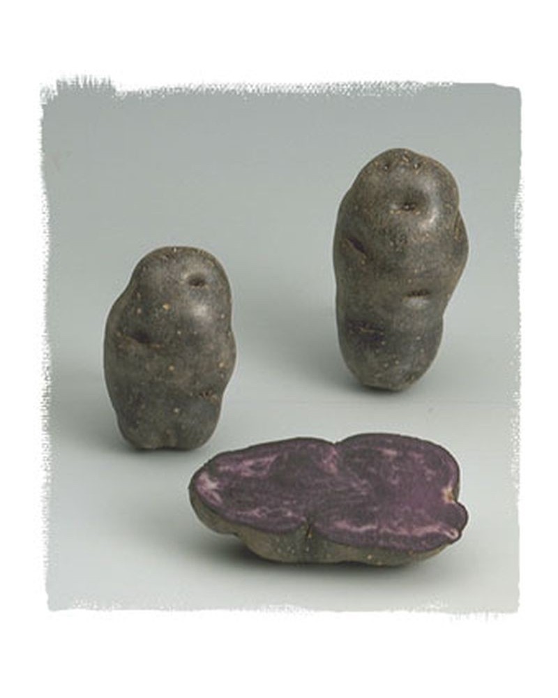 Plants de pomme de terre Vitelotte violette | Graines Bocquet