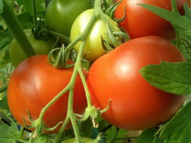 Graines de Tomate Hybride F1 Paola à semer | Graines Bocquet