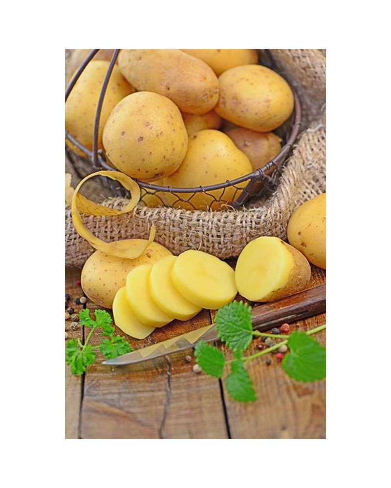 Plants de pomme de terre Blanche BIO | Les Graines Bocquet