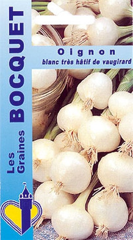 Oignon blanc très hâtif de Vaugirard- Allium Cepa