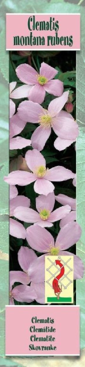 Clématite montana Rubens rose pâle | Graines Bocquet