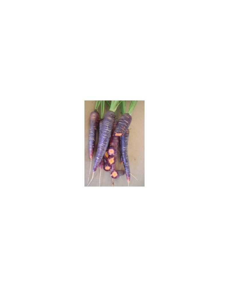 Graines de Carotte Purple Haze Hybride F1 | Graines Bocquet