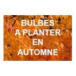 Bulbes de fleurs à planter en automne | Graines Bocquet