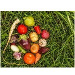 Les Mini légumes - LES GRAINES BOCQUET