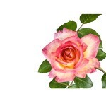 Plants de rosier bicolore pour le jardin | Les Graines Bocquet