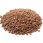 Graines de lentille à semer au potager | Les Graines Bocquet