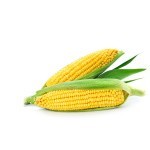 Maïs à semer au potager- Graines potagères | Les Graines Bocquet