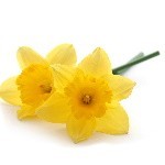 Bulbes de Narcisses à planter au jardin | Les Graines Bocquet