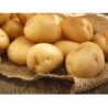 Pommes de terre tardives