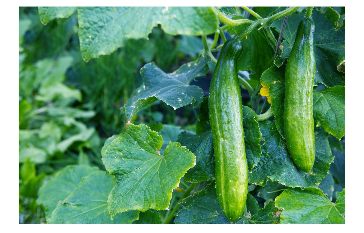 Semer en place au potager