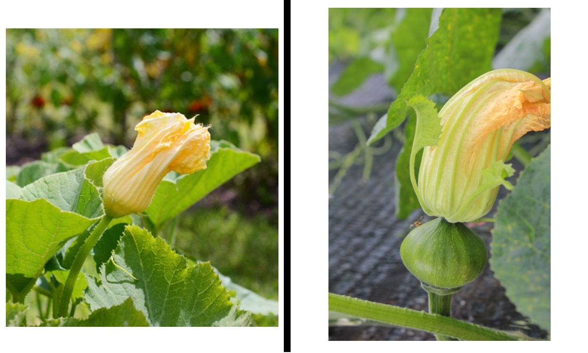 Pollinisation ? Comment reconnaître les fleurs males et femelles des cucurbitacées.