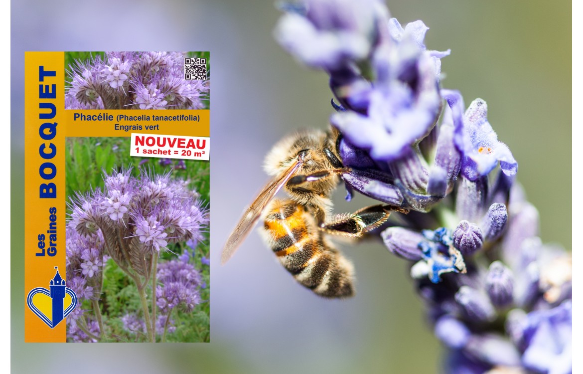 Des fleurs Mellifères pour protéger les abeilles|Les Graines Bocquet