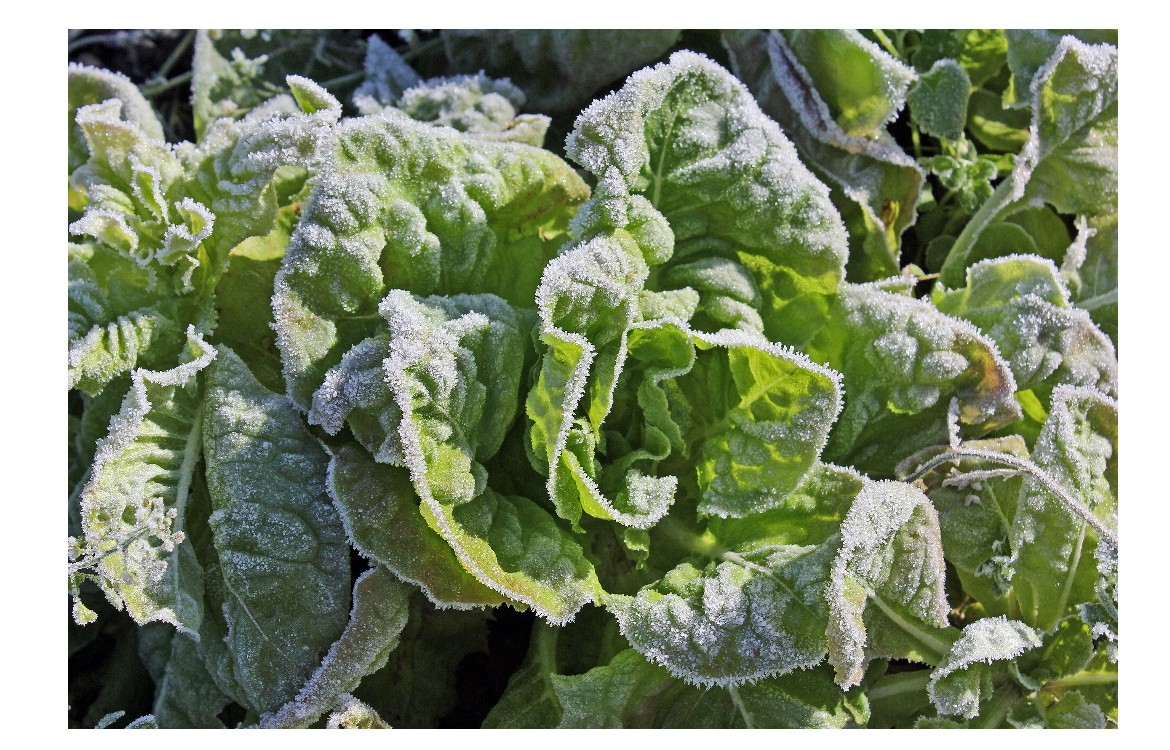 Les légumes d'hiver au potager.