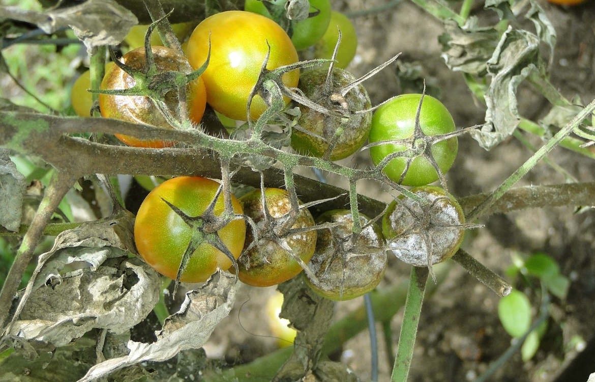 Lutter efficacement contre le mildiou de la tomate