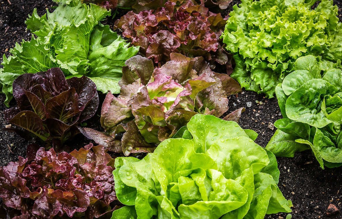 Quelles variétés de salades planter au potager ?
