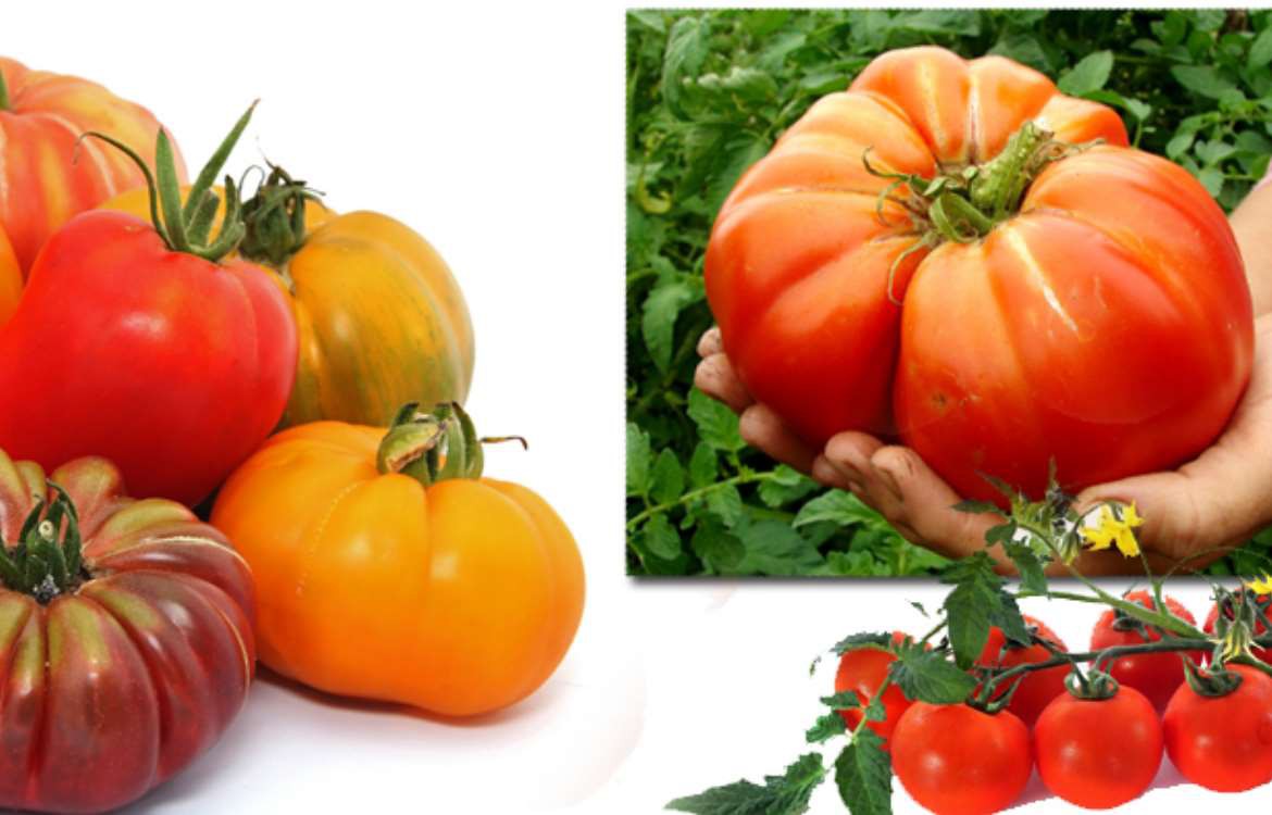La culture des Tomates