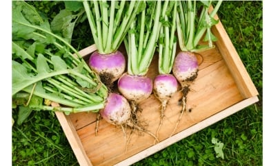 Travaux à faire au potager et au jardin en automne : le guide complet