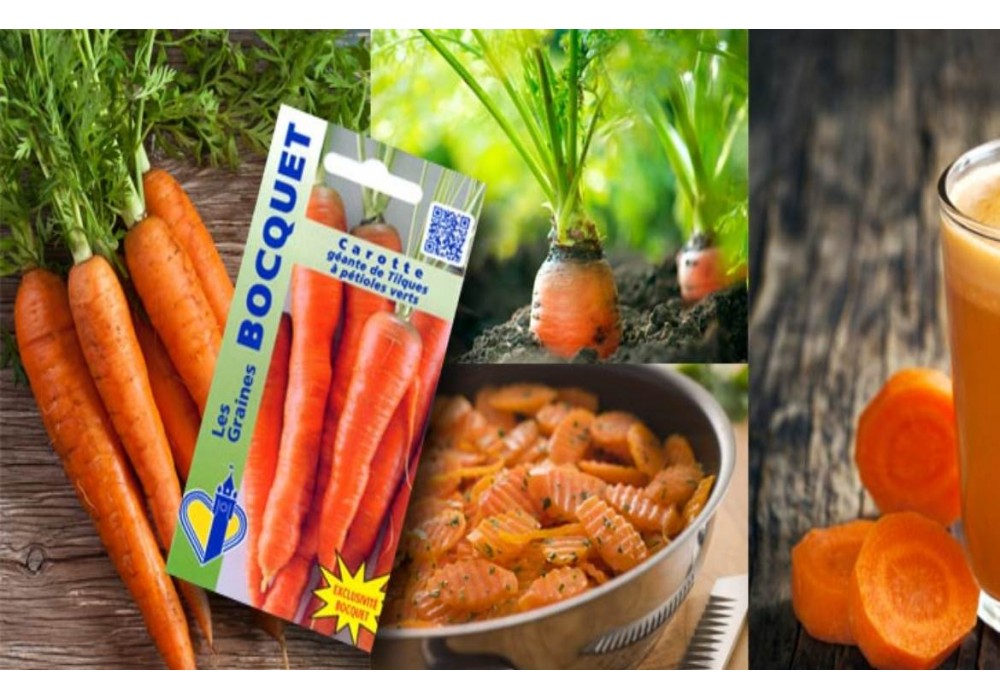 La carotte de Géante de Tilques à pétioles verts