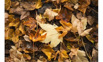 Recycler les feuilles mortes : des astuces naturelles pour un jardin écoresponsable