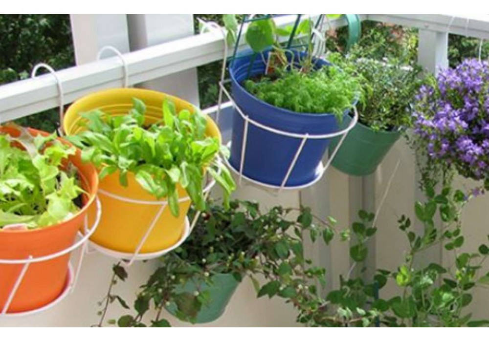 Cultiver des légumes sur un balcon ensoleillé c'est possible !