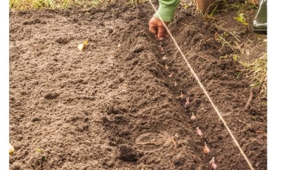 Les semis à privilégier en novembre : astuces et variétés selon les régions