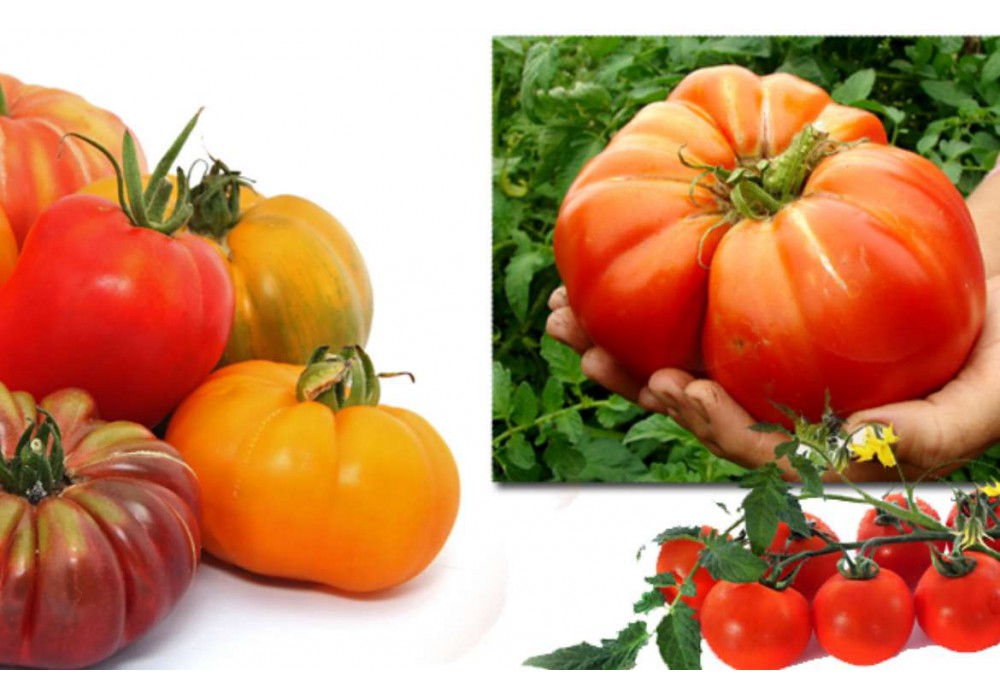 La culture des Tomates