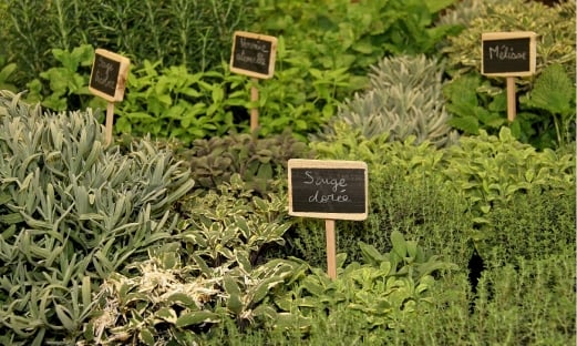 Cultiver des plantes aromatiques chez soi : astuces et variétés